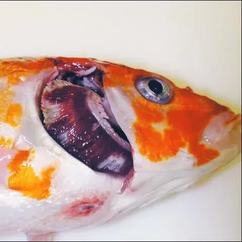 thumbnail for publication: Koi Herpesvirus Disease (KHVD)